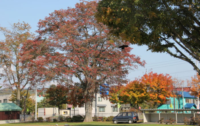 下川小学校のハルニレの木